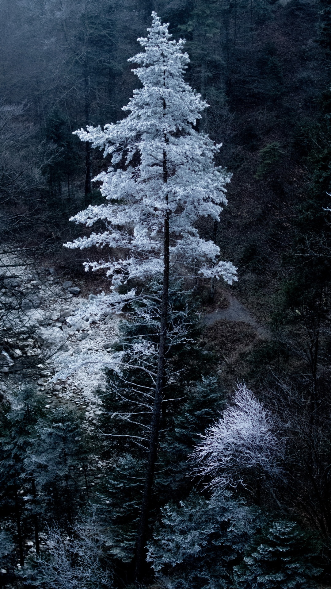 Обои Бавария, растение, окружающая среда, лиственница, ветвь в разрешении 1080x1920