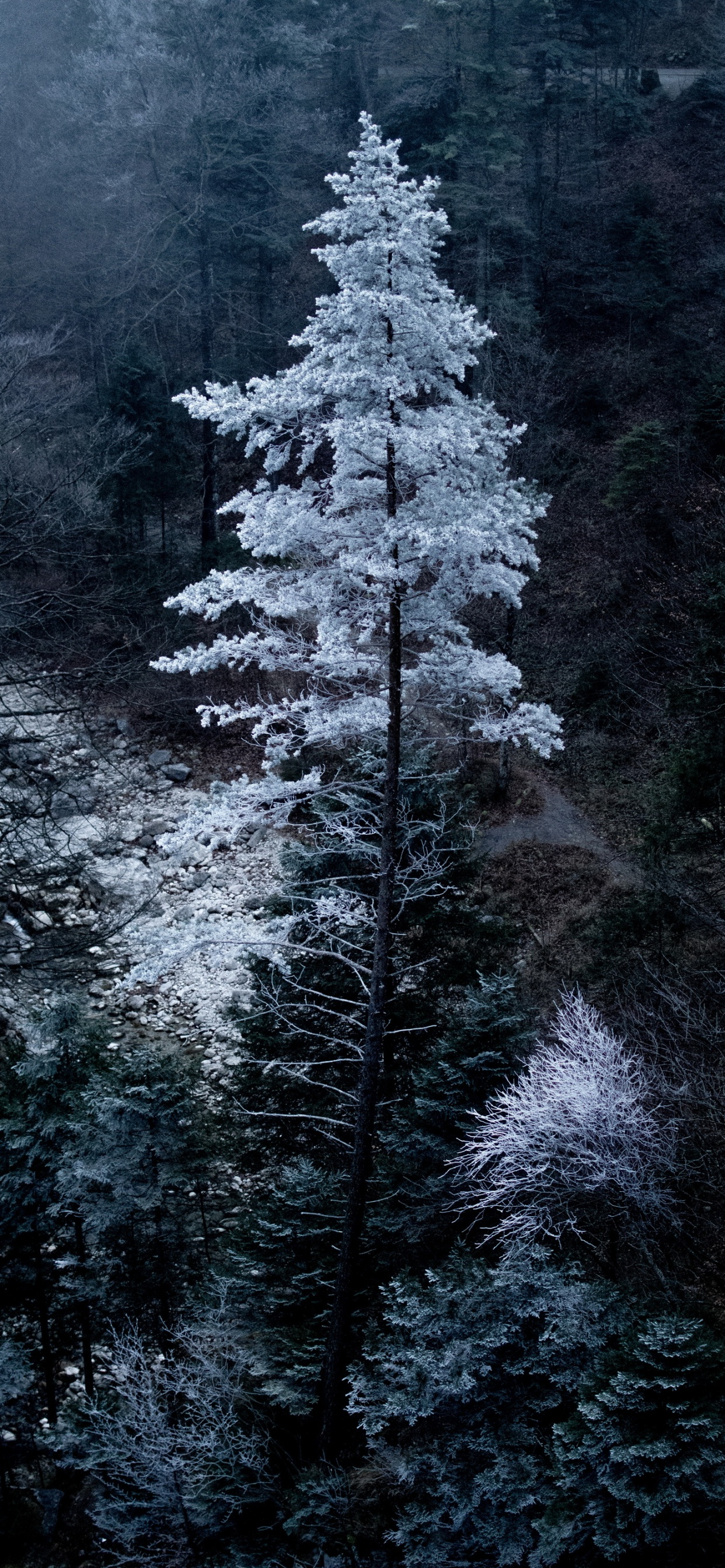 Обои Бавария, растение, окружающая среда, лиственница, ветвь в разрешении 1242x2688