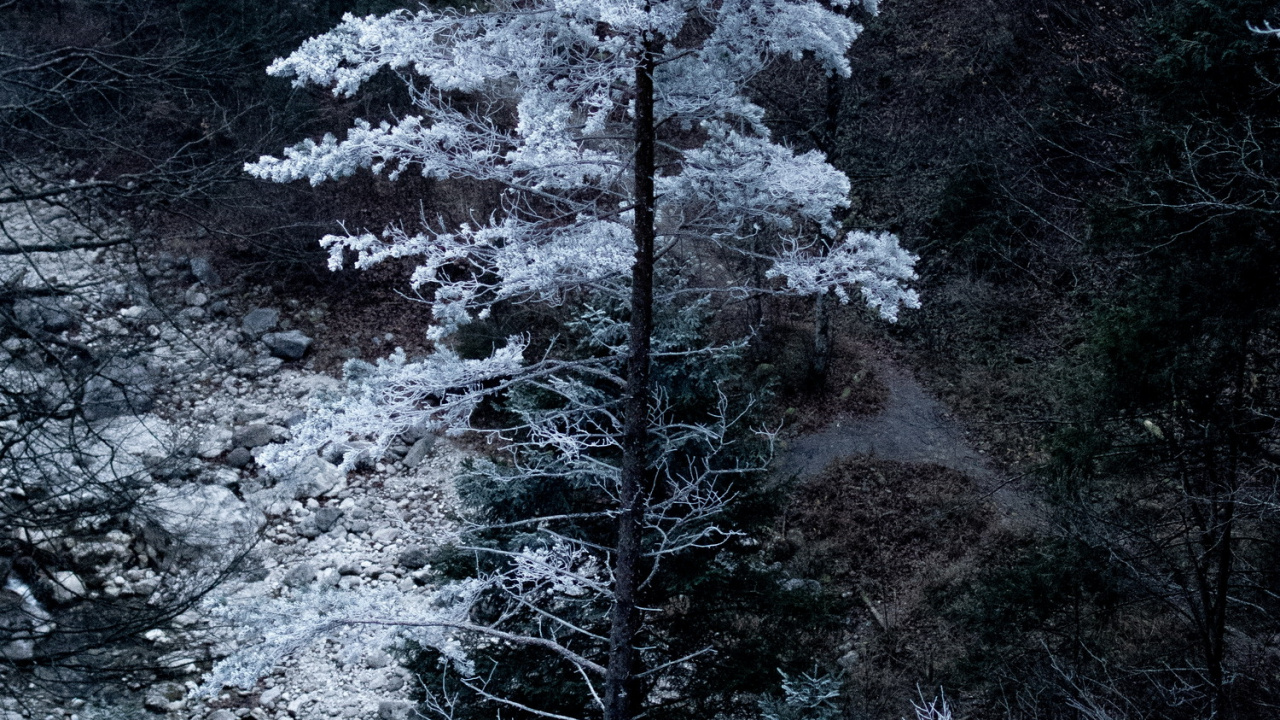 Обои Бавария, растение, окружающая среда, лиственница, ветвь в разрешении 1280x720