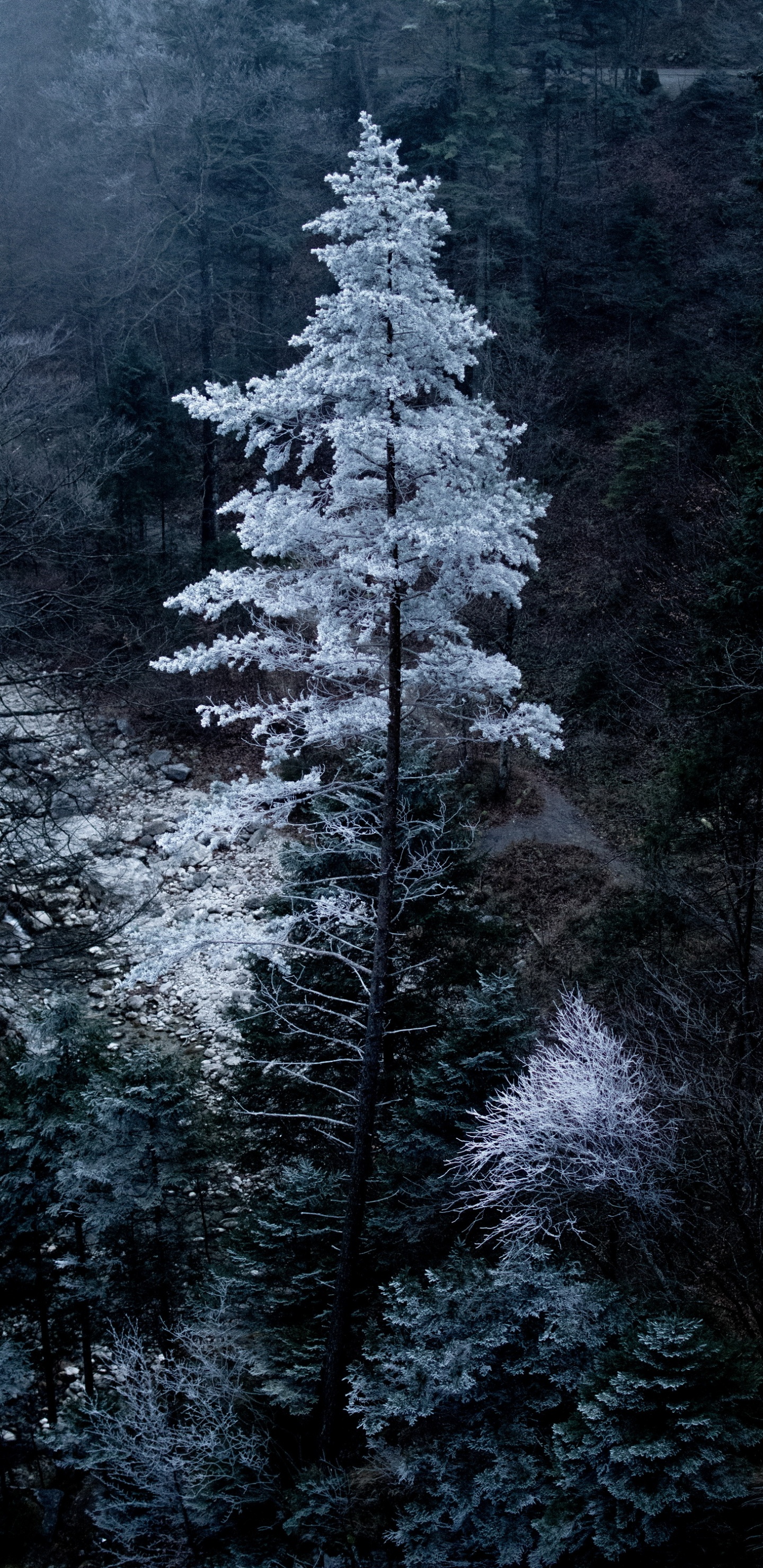 Обои Бавария, растение, окружающая среда, лиственница, ветвь в разрешении 1440x2960