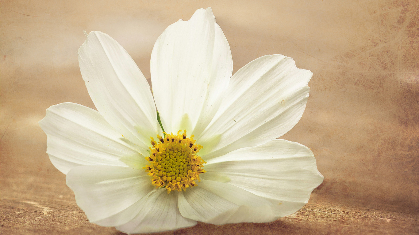 Обои лепесток, белые, желтый, полевой цветок, семья ромашек в разрешении 1366x768