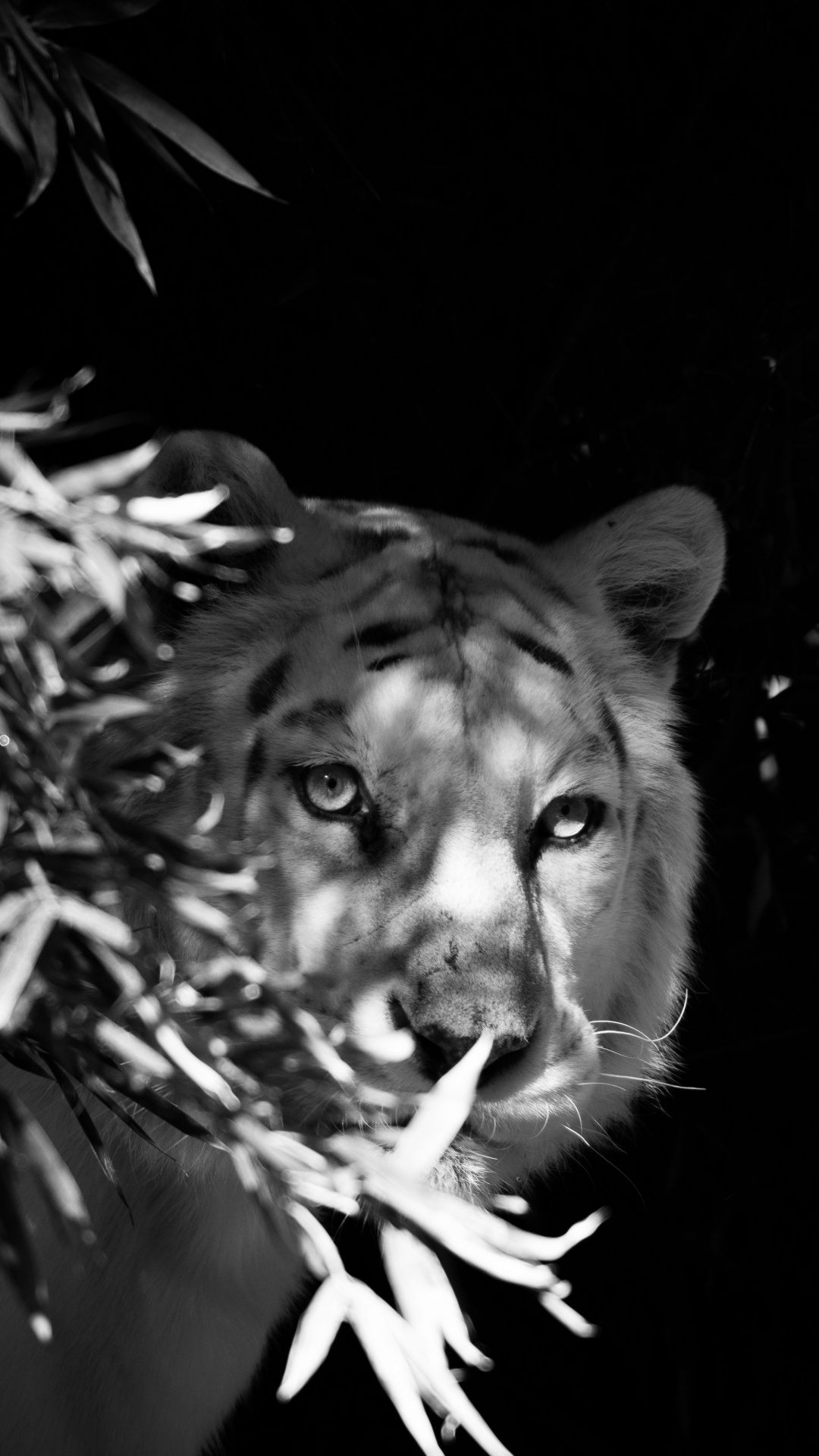 Обои Белый тигр, бенгальский тигр, кошачьих, черный, живая природа в разрешении 1080x1920