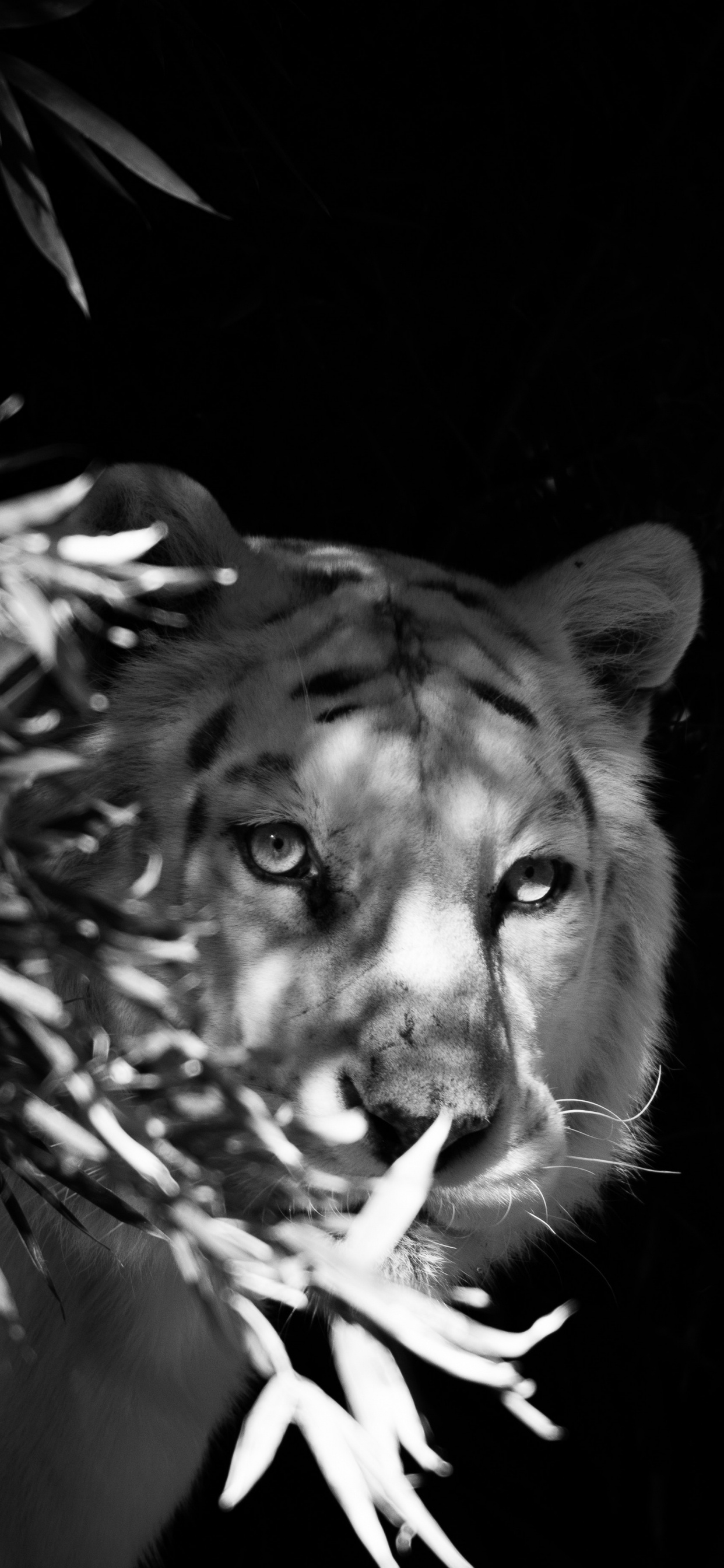 Обои Белый тигр, бенгальский тигр, кошачьих, черный, живая природа в разрешении 1242x2688