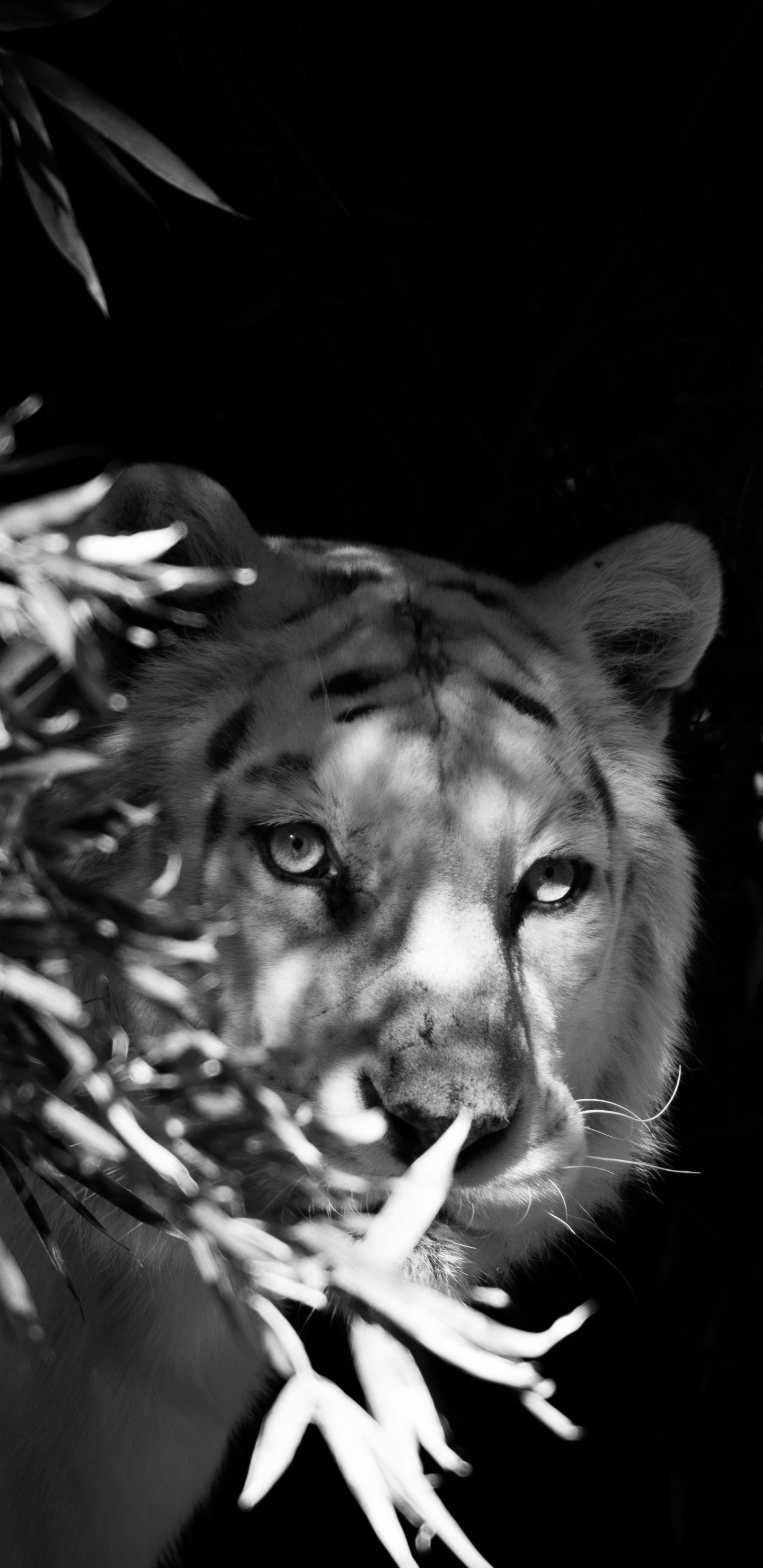 Обои Белый тигр, бенгальский тигр, кошачьих, черный, живая природа в разрешении 1440x2960