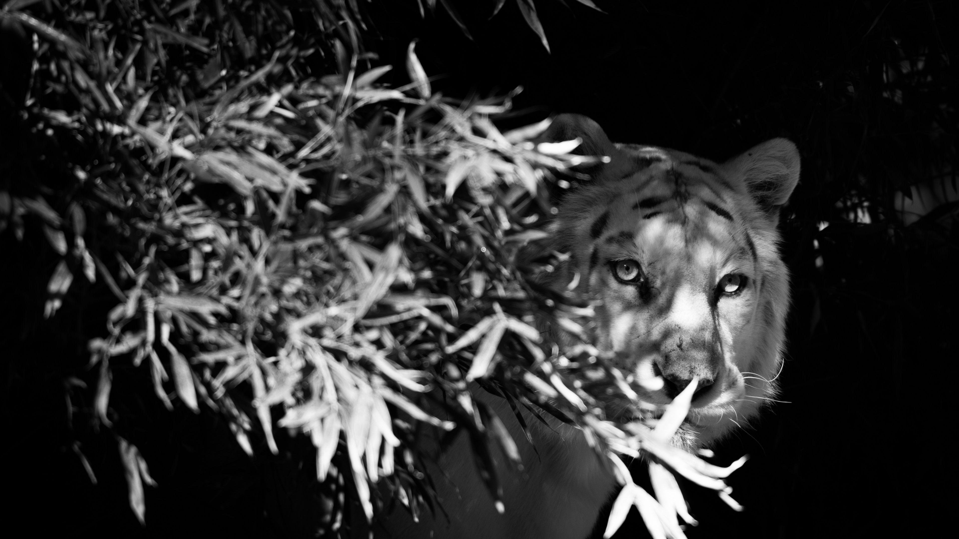 Обои Белый тигр, бенгальский тигр, кошачьих, черный, живая природа в разрешении 3840x2160