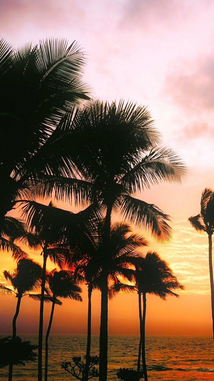Обои пальмовые рощи, дерево, Пальма, тропическая зона, закат в разрешении 720x1280