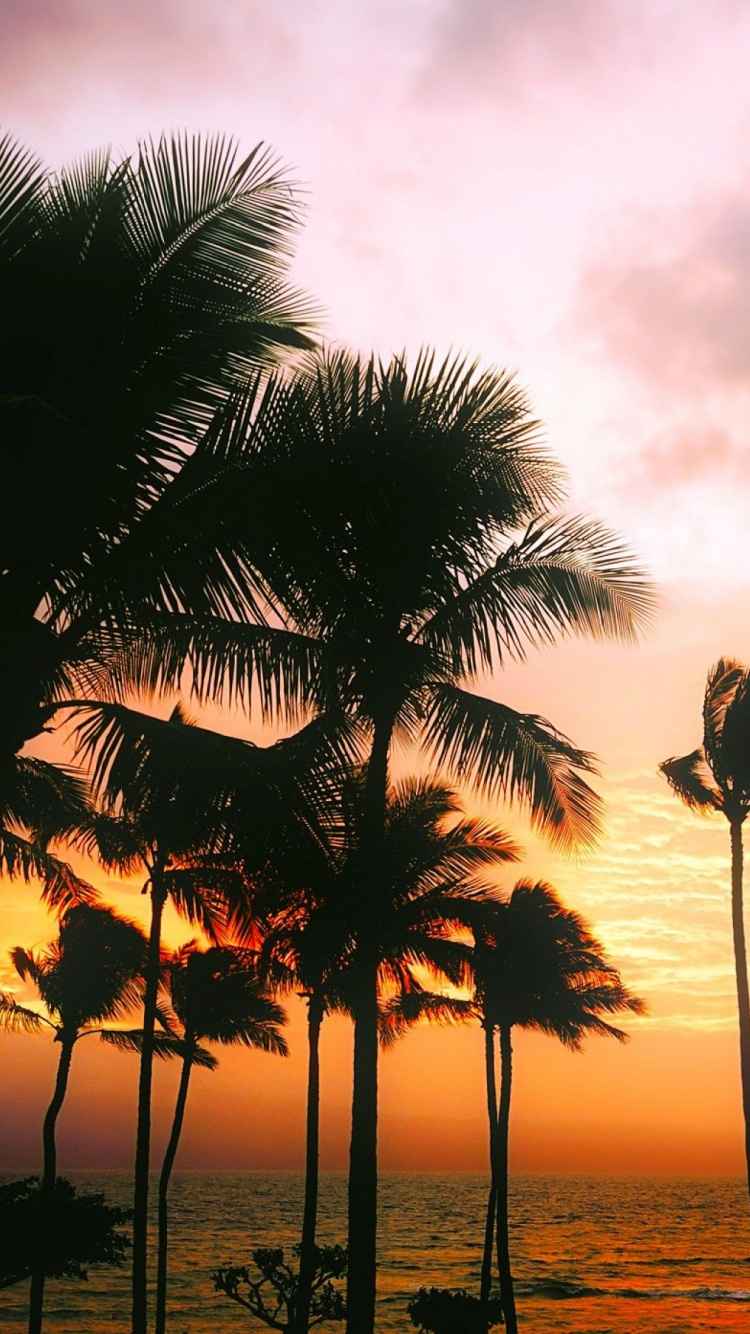 Обои пальмовые рощи, дерево, Пальма, тропическая зона, закат в разрешении 750x1334