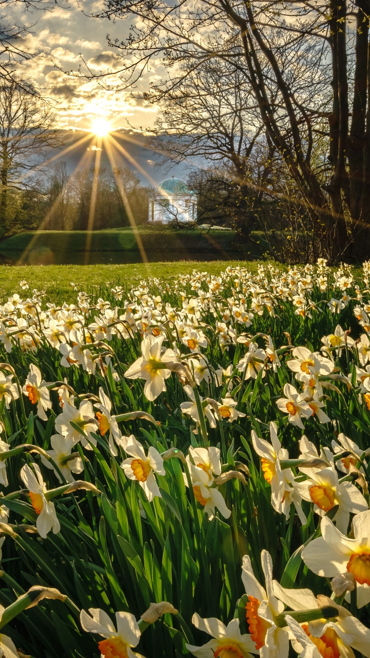 Обои цветок, растение, свет, лист, лепесток в разрешении 720x1280