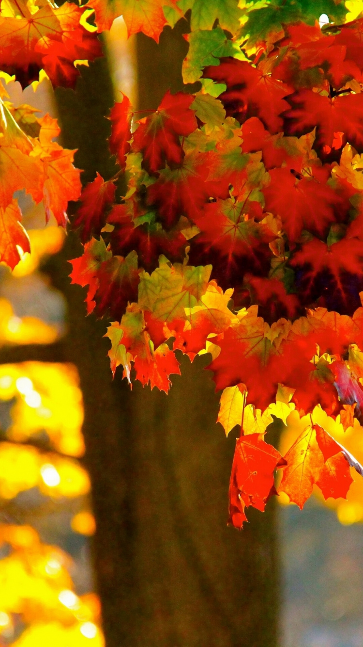 Обои дерево, лист, осень, кленовый лист, желтый в разрешении 750x1334