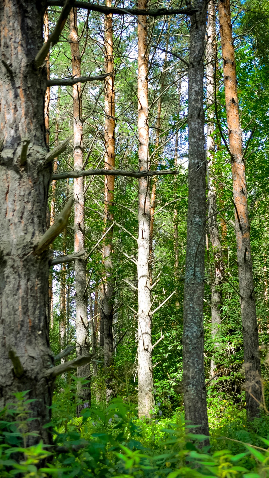 Обои Восточно-Сибирской тайги, Сибирь, Тайга, дерево, лес в разрешении 1080x1920