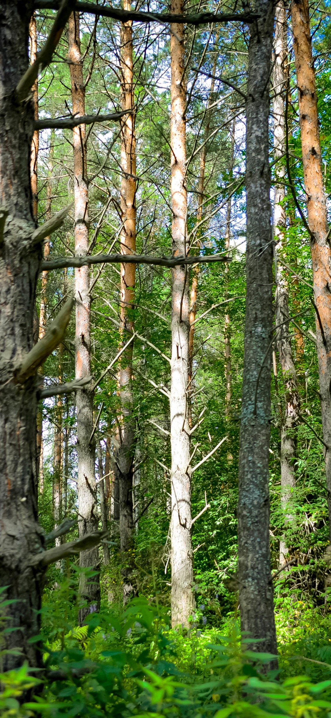 Обои Восточно-Сибирской тайги, Сибирь, Тайга, дерево, лес в разрешении 1125x2436