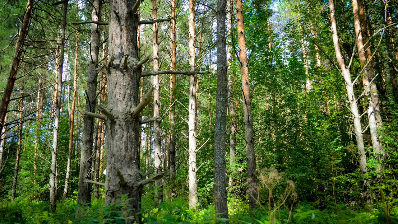 Обои Восточно-Сибирской тайги, Сибирь, Тайга, дерево, лес в разрешении 1280x720