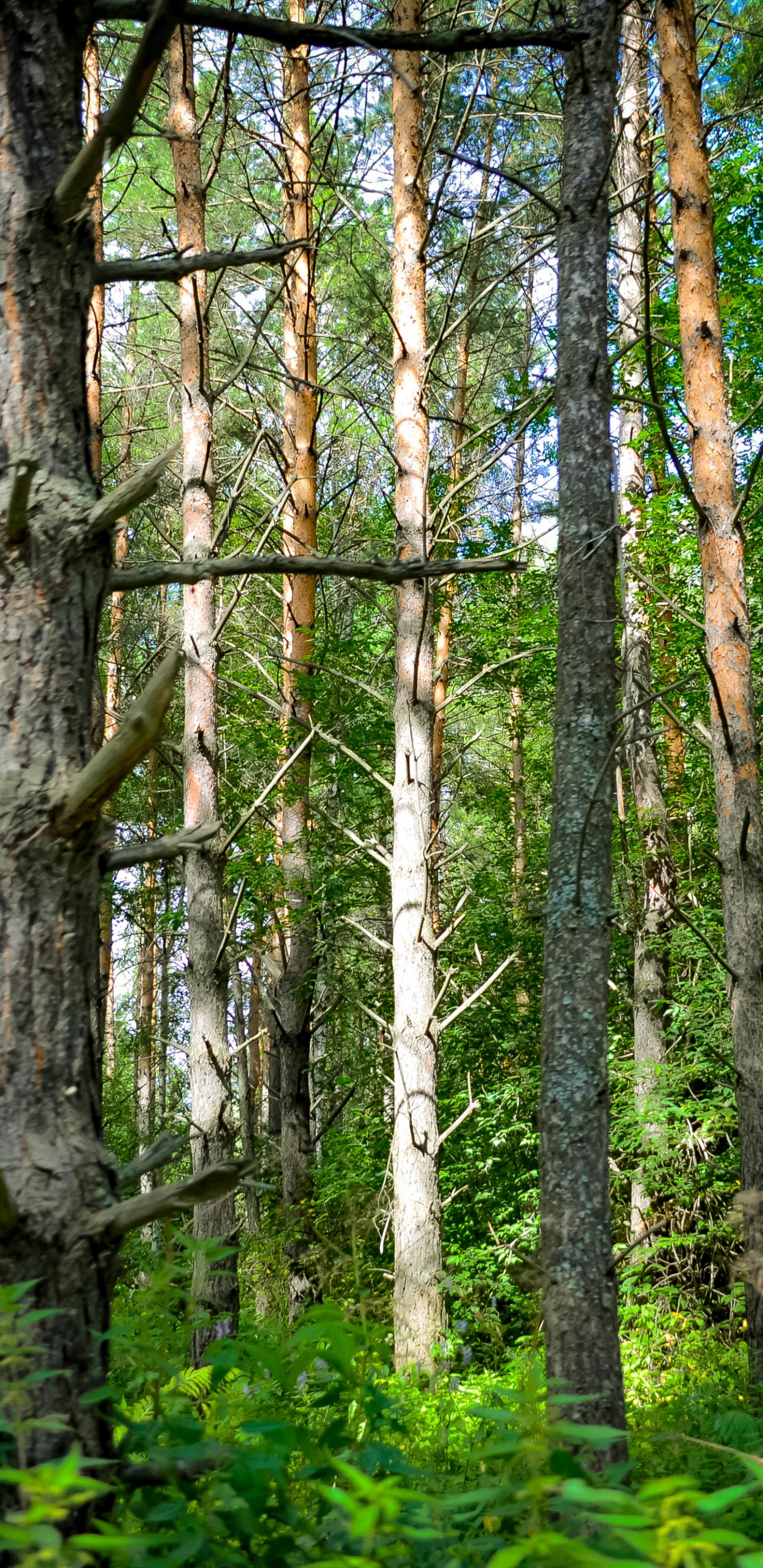 Обои Восточно-Сибирской тайги, Сибирь, Тайга, дерево, лес в разрешении 1440x2960
