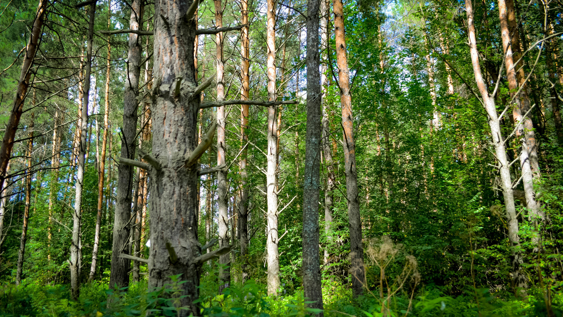 Обои Восточно-Сибирской тайги, Сибирь, Тайга, дерево, лес в разрешении 1920x1080