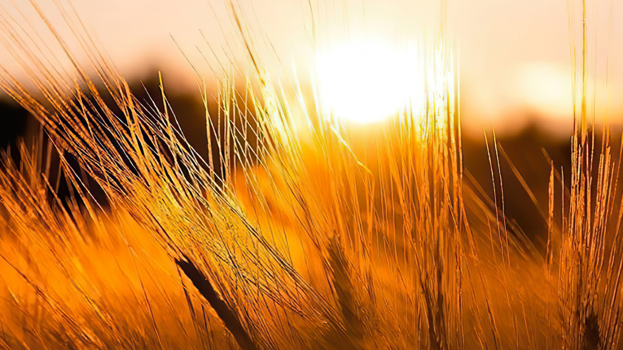 Обои солнечный свет, облако, природный ландшафт, растение, древесина в разрешении 1280x720