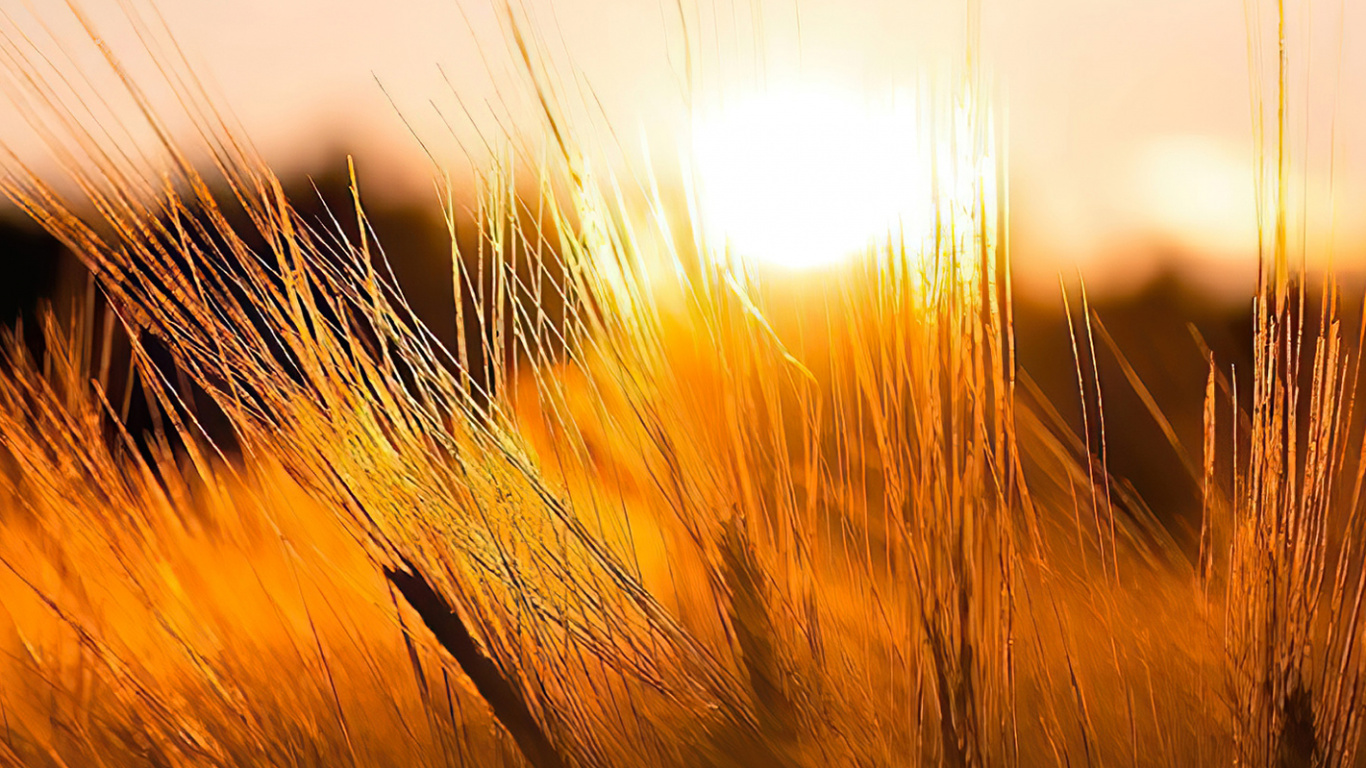 Обои солнечный свет, облако, природный ландшафт, растение, древесина в разрешении 1366x768