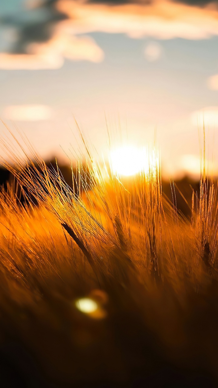 Обои солнечный свет, облако, природный ландшафт, растение, древесина в разрешении 720x1280