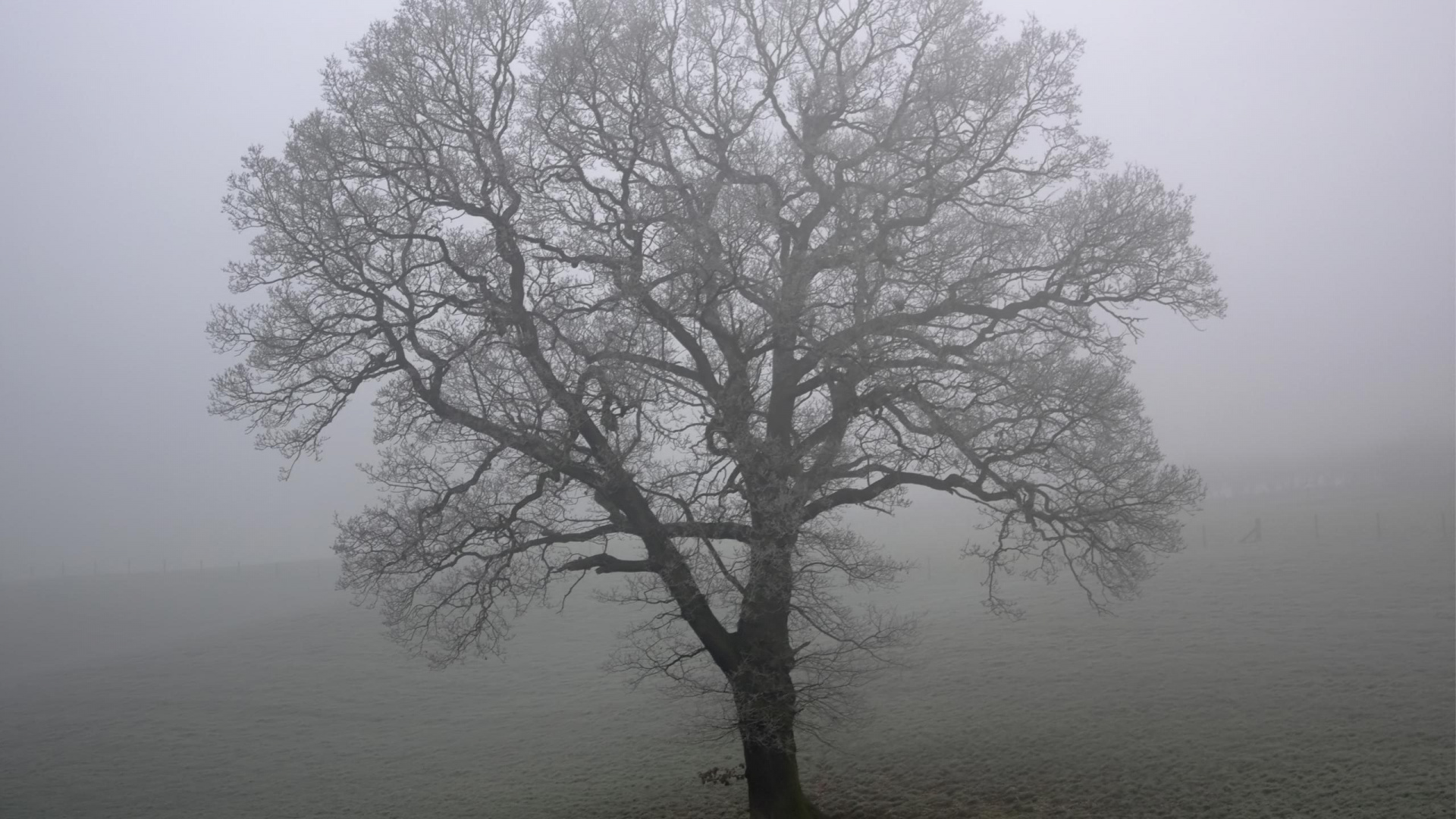 Обои дерево, дуб, дымка, туман, утро в разрешении 1920x1080
