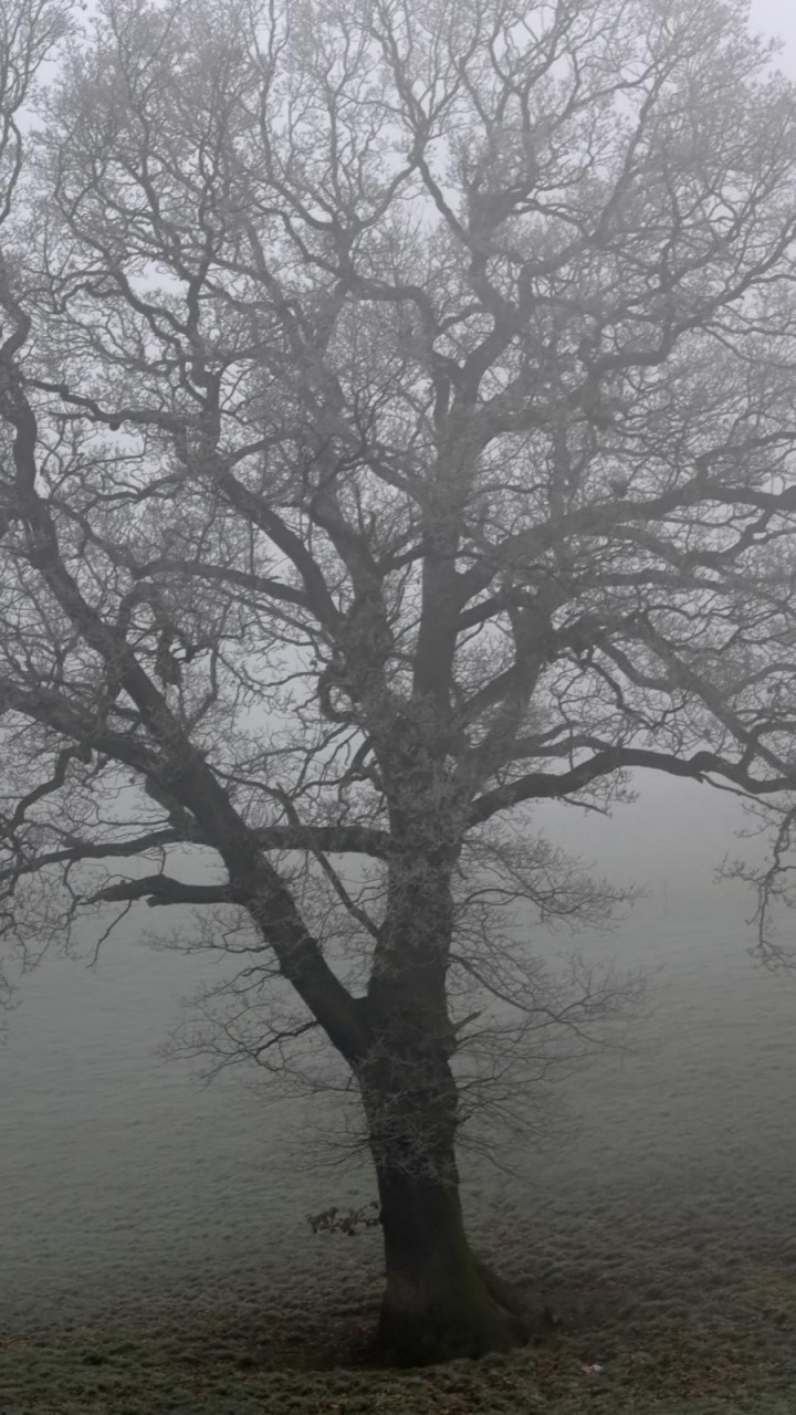 Обои дерево, дуб, дымка, туман, утро в разрешении 720x1280