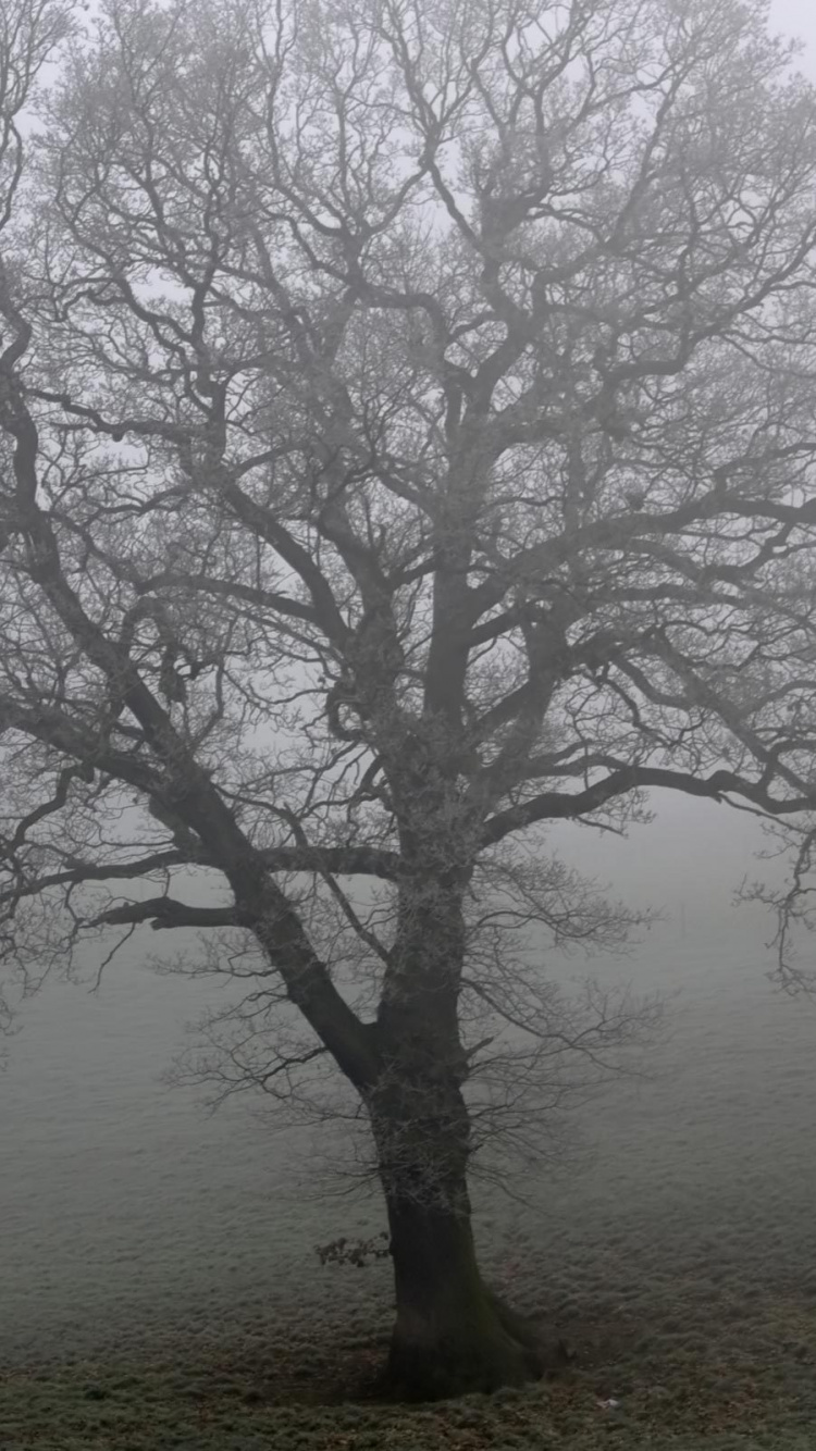 Обои дерево, дуб, дымка, туман, утро в разрешении 750x1334