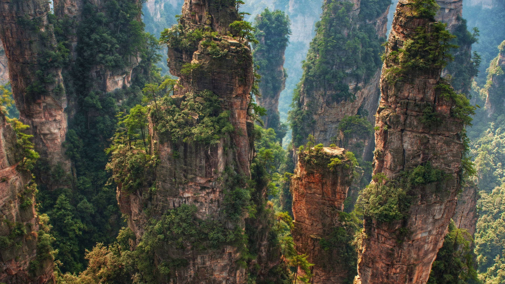 Обои Горы Тяньцзи, природа, растительность, природный заповедник, дерево в разрешении 1920x1080