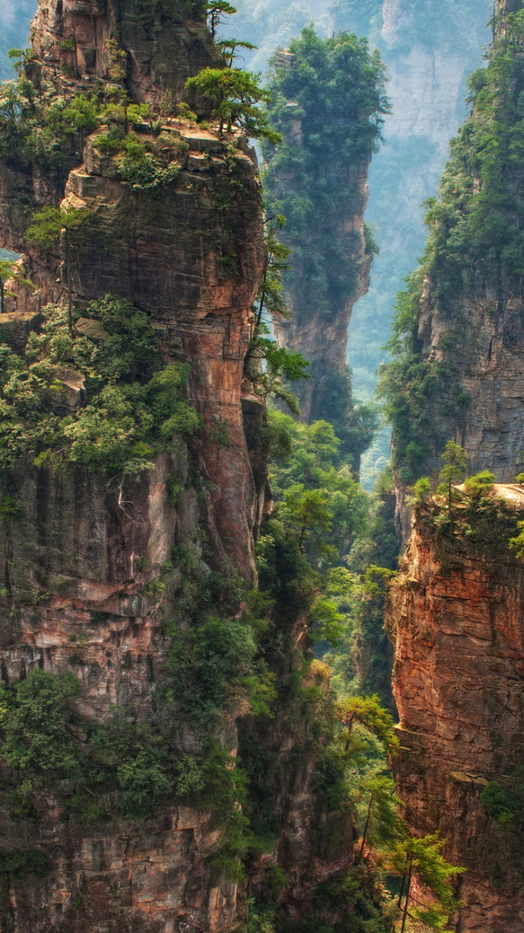 Обои Горы Тяньцзи, природа, растительность, природный заповедник, дерево в разрешении 750x1334
