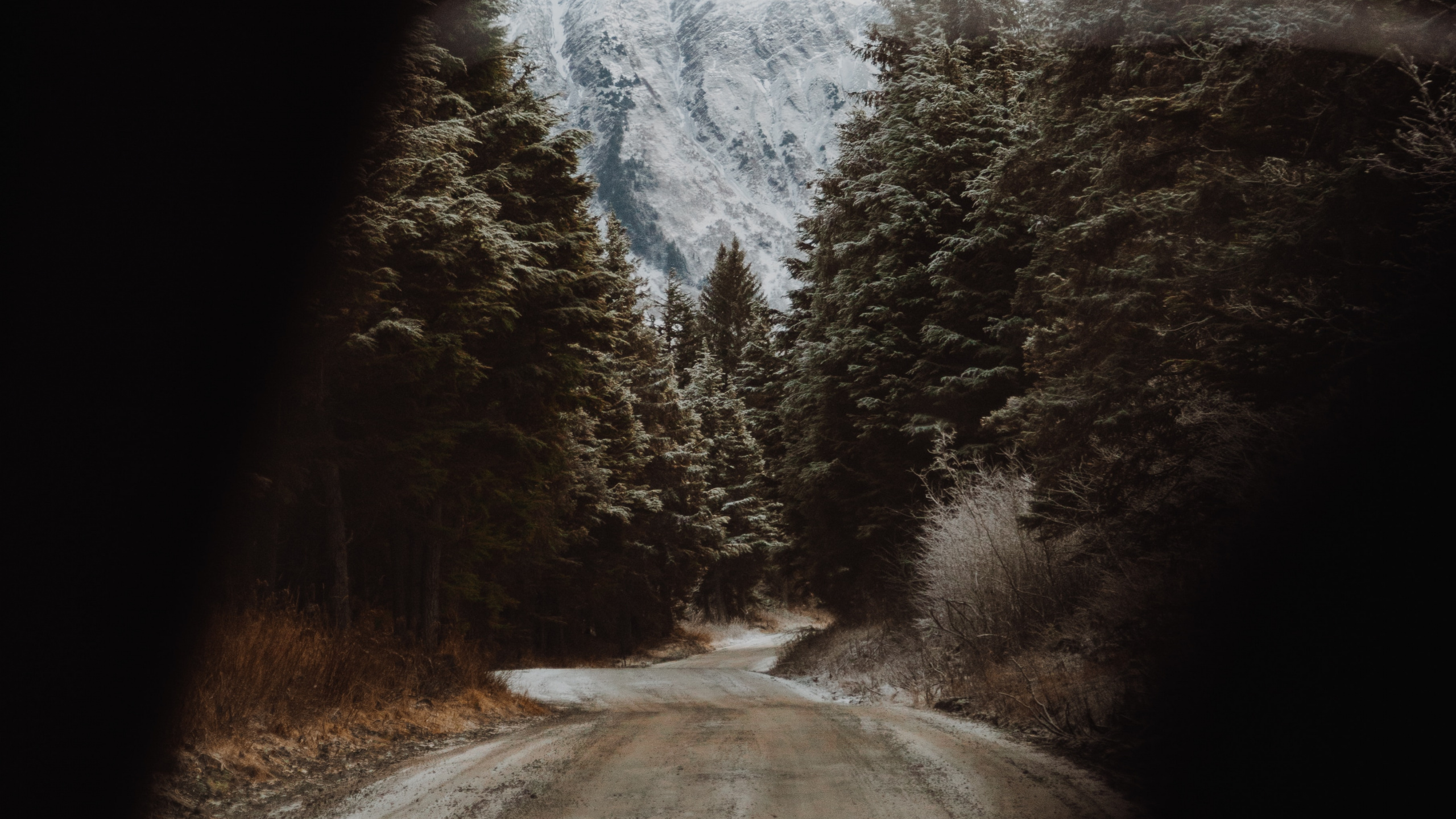 Обои снег, дерево, зима, темнота, дорога в разрешении 2560x1440