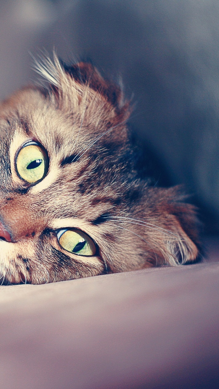 Обои котенок, шотландская вислоухая, нос, порода кошек, клешня в разрешении 720x1280