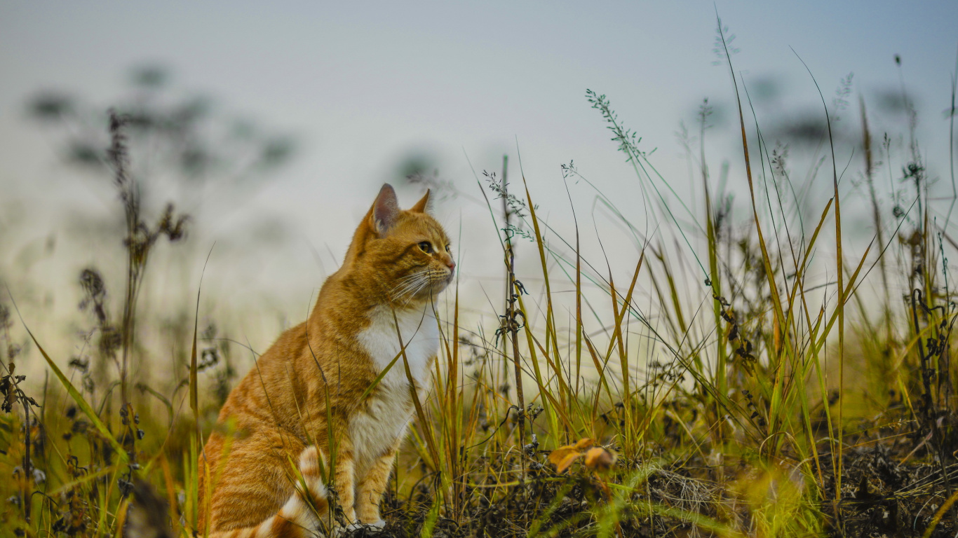 Обои живая природа, фауна, млекопитающее, кошки малого и среднего размера, пастбища в разрешении 1366x768