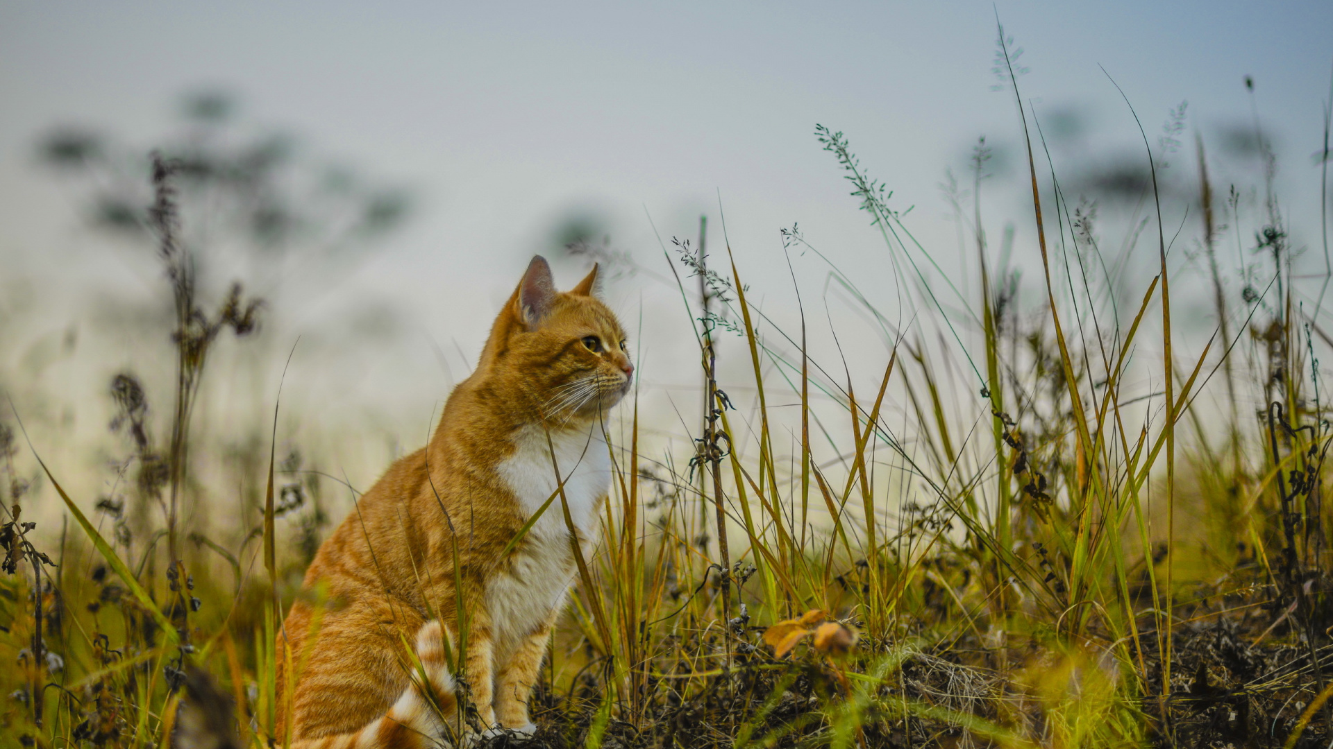 Обои живая природа, фауна, млекопитающее, кошки малого и среднего размера, пастбища в разрешении 1920x1080