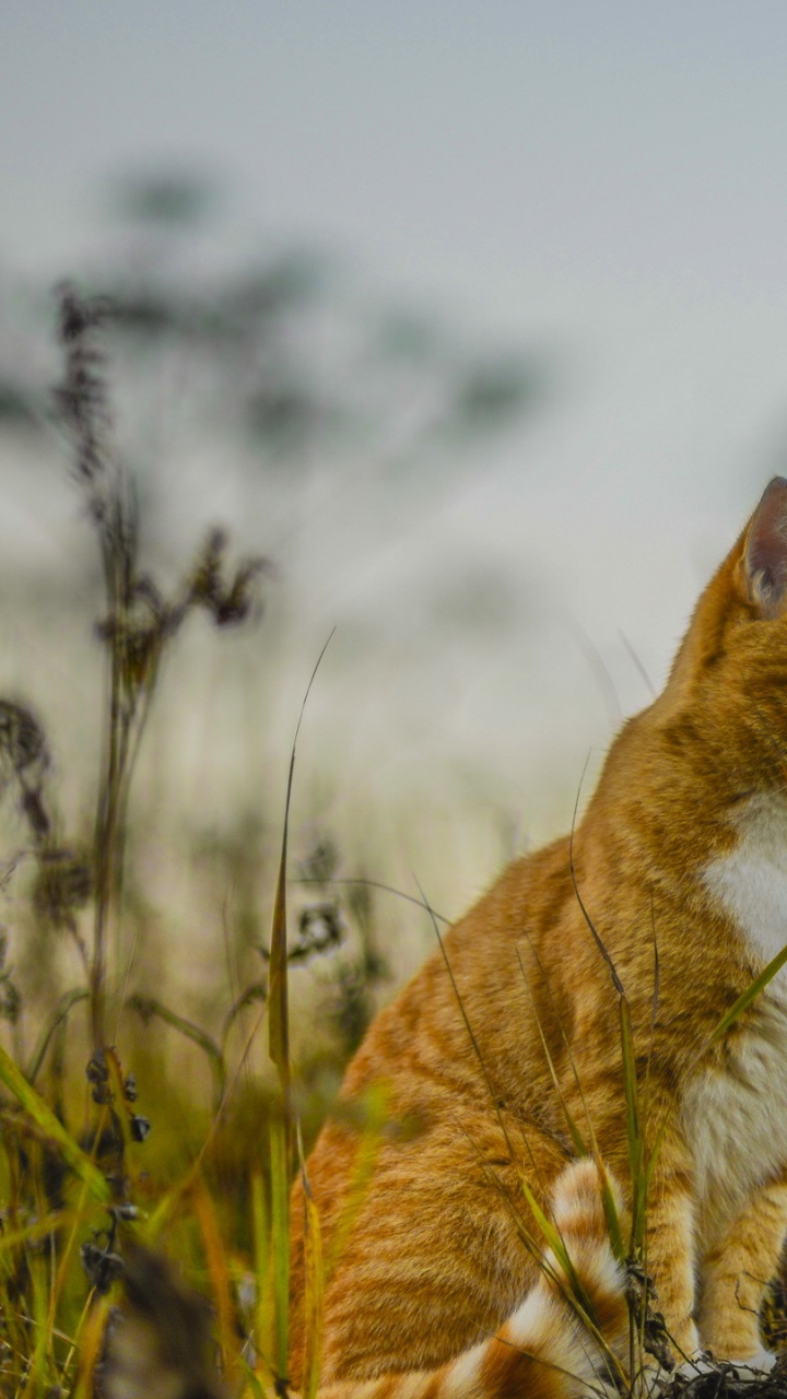 Обои живая природа, фауна, млекопитающее, кошки малого и среднего размера, пастбища в разрешении 720x1280