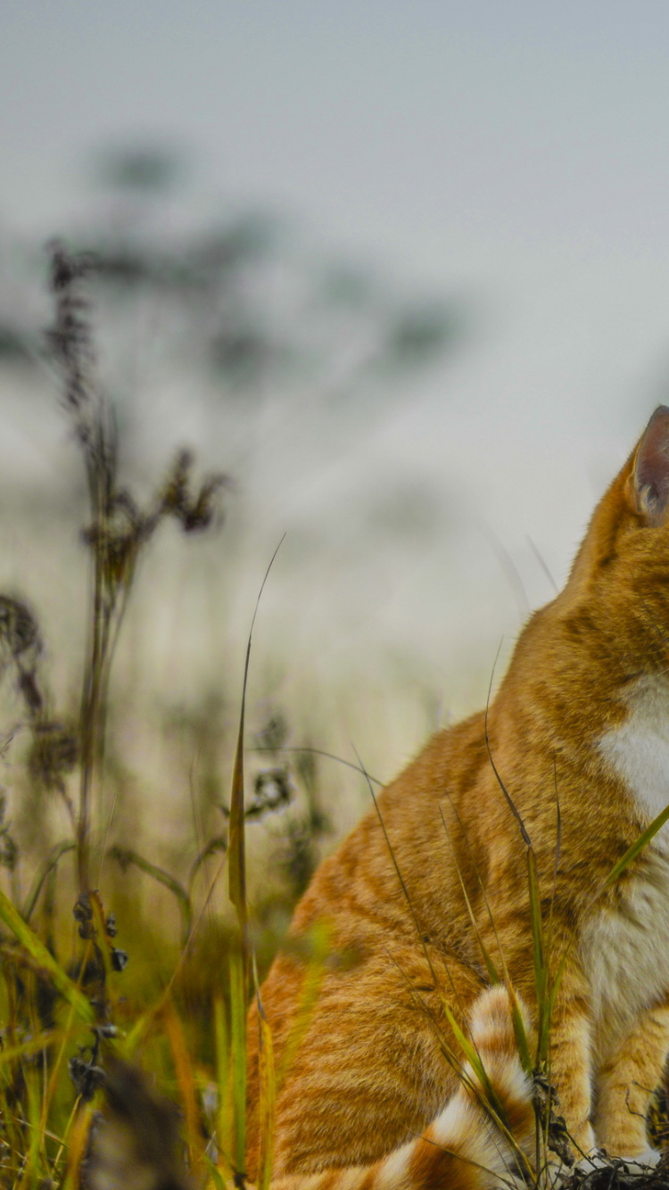 Обои живая природа, фауна, млекопитающее, кошки малого и среднего размера, пастбища в разрешении 750x1334