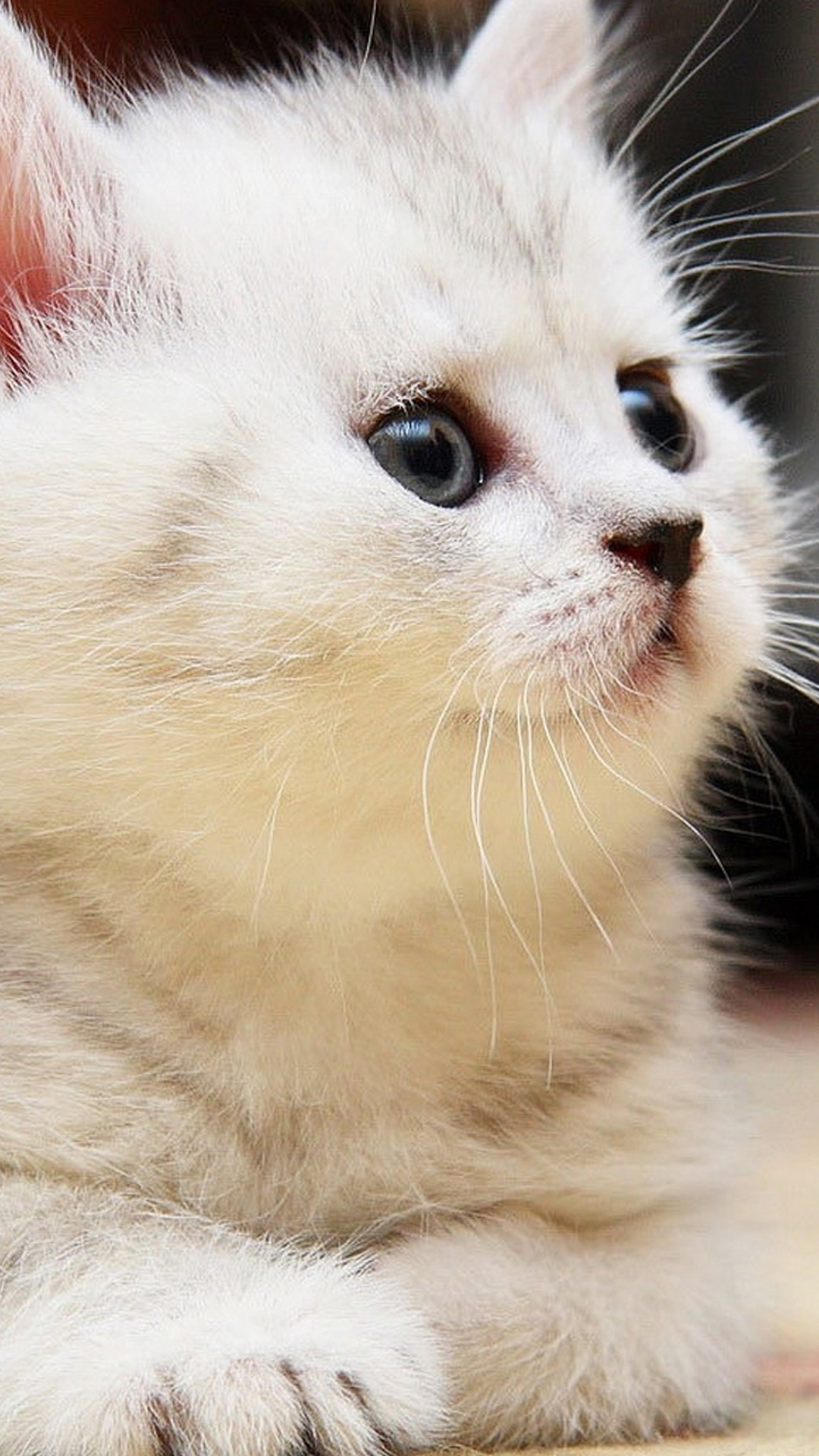 Обои кот, котенок, кошачьих, приют для животных, мы любим кошек и котят в разрешении 1080x1920