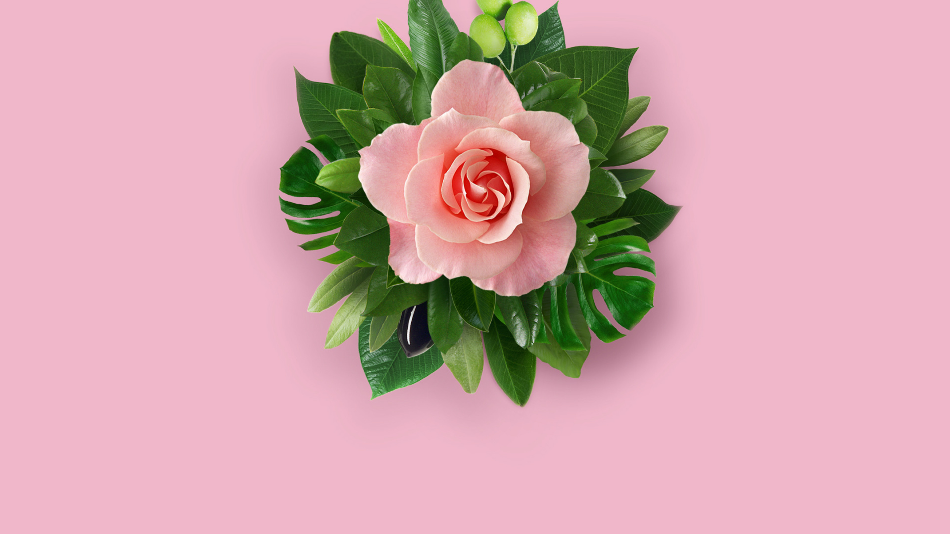 Обои Huawei, Huawei Nova, Huawei Nova 2, Huawei Mate 10, лепесток в разрешении 1920x1080