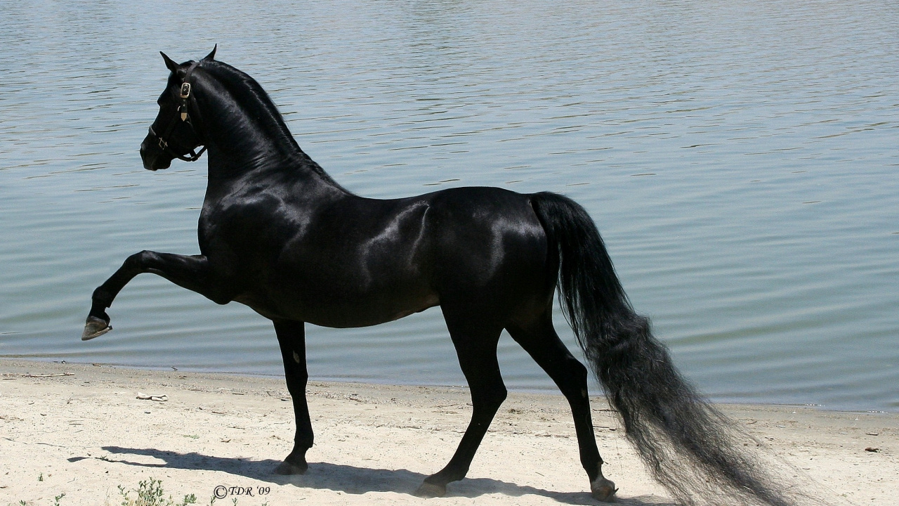 Обои Арабская лошадь, жеребец, американский пейнтхорс, порода лошадей, грива в разрешении 1280x720