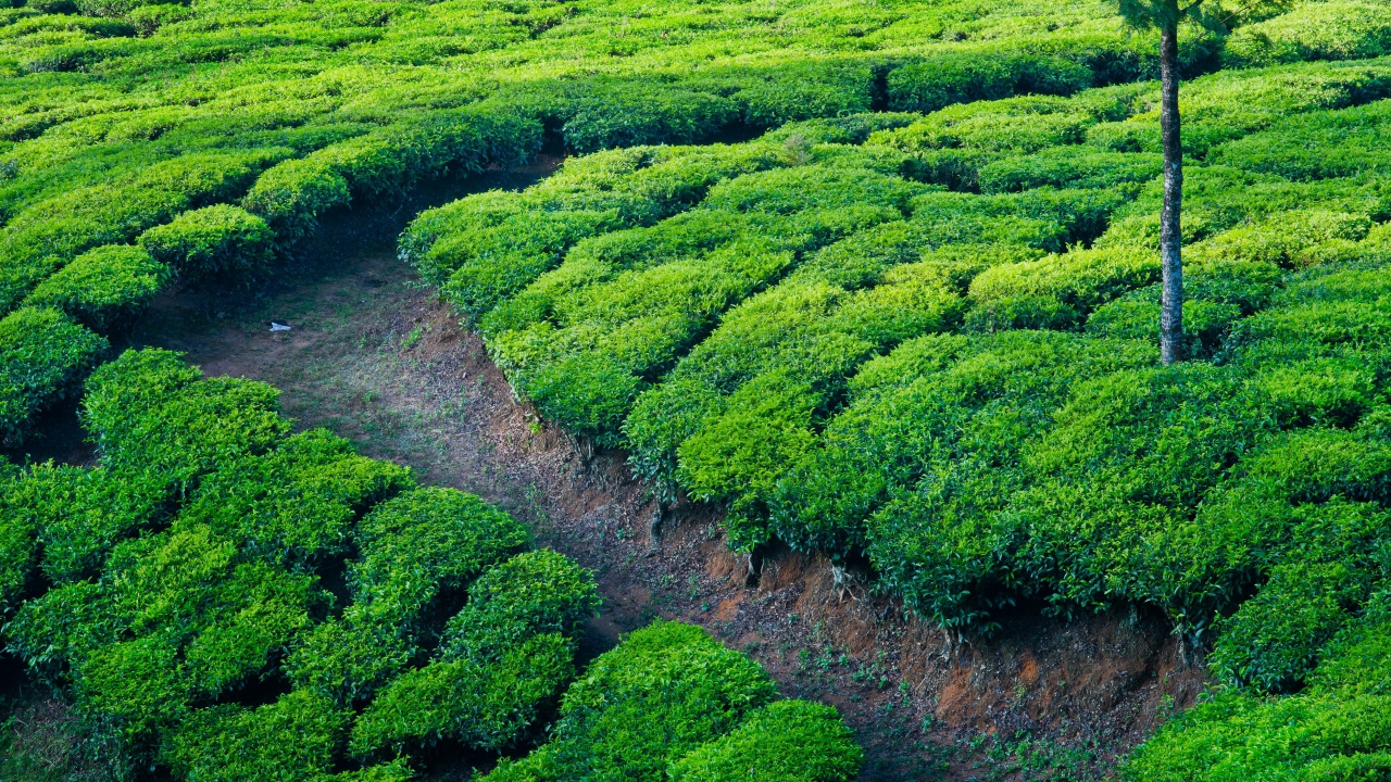 Обои плантация, растительность, горная станция, биом, природный заповедник в разрешении 1280x720