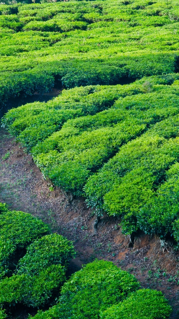 Обои плантация, растительность, горная станция, биом, природный заповедник в разрешении 750x1334