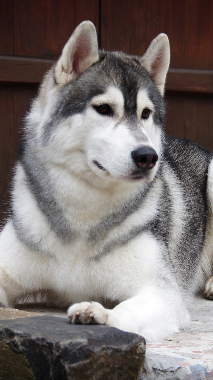 Обои Себирская Хаски, щенок, аляскинский маламут, хаски, пес в разрешении 750x1334