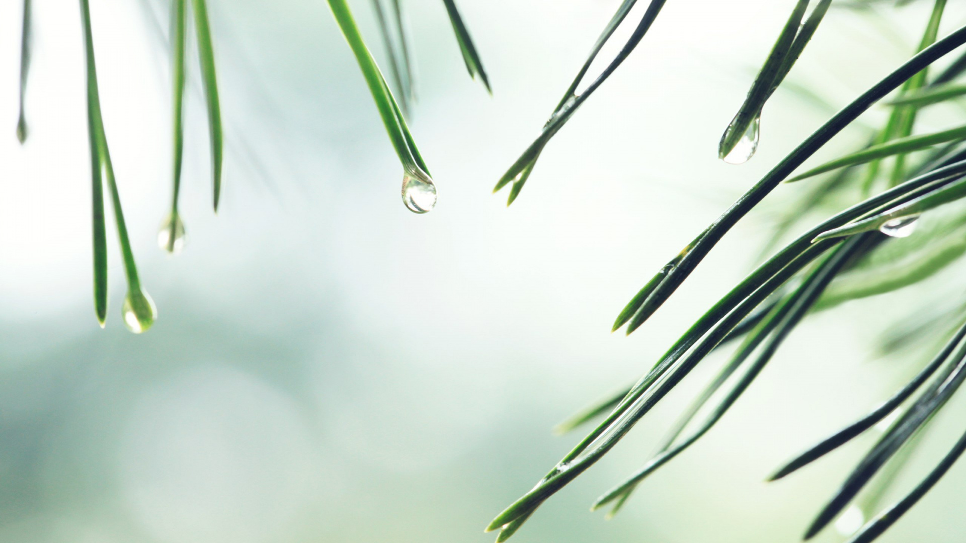 Обои растение, дерево, ветвь, прут, завод в разрешении 1920x1080