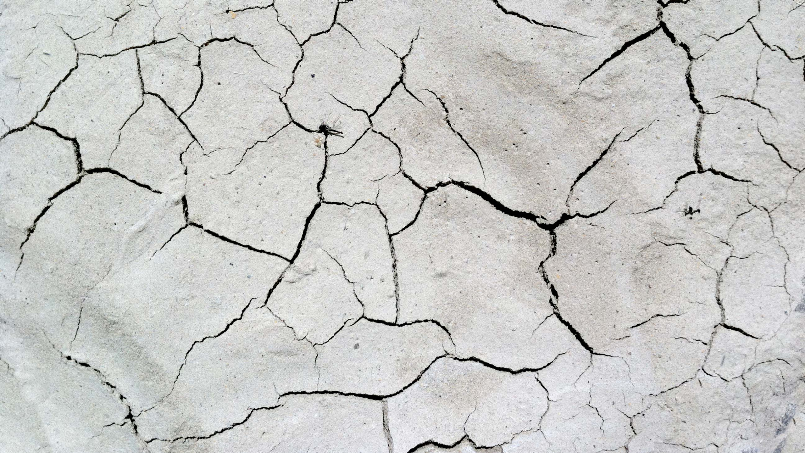 Обои засуха, векторная графика, почва, иллюстрации, черный и белый в разрешении 2560x1440