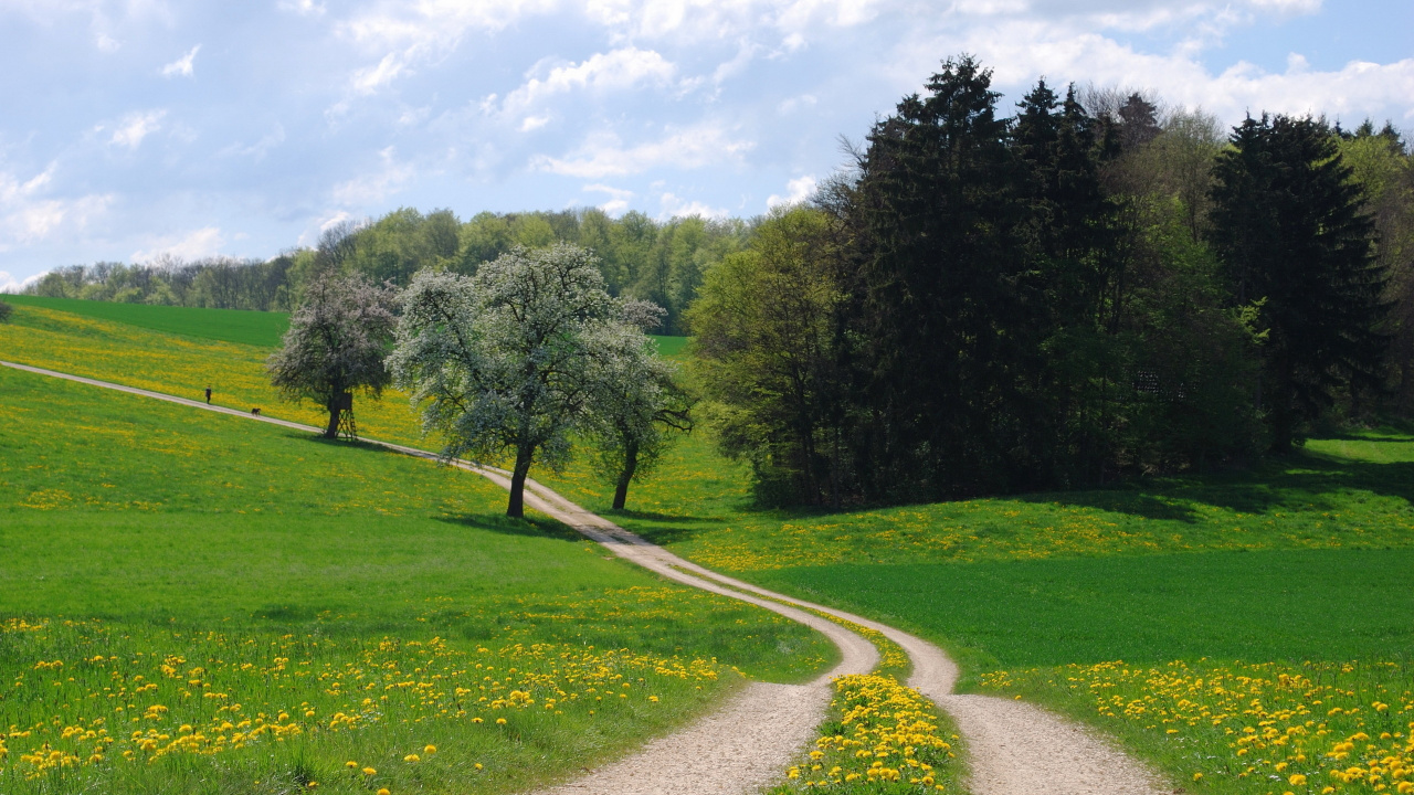 Обои сенокосное угодье, дерево, дорога, луг, выгон в разрешении 1280x720