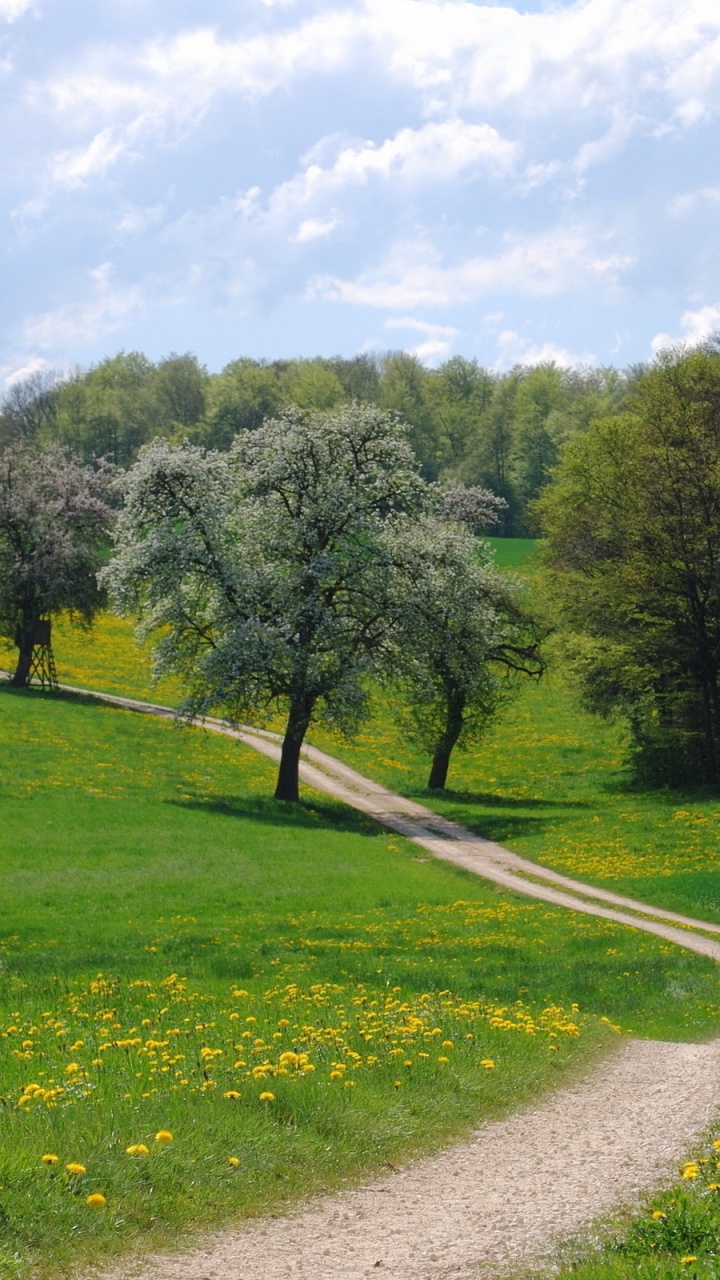 Обои сенокосное угодье, дерево, дорога, луг, выгон в разрешении 720x1280