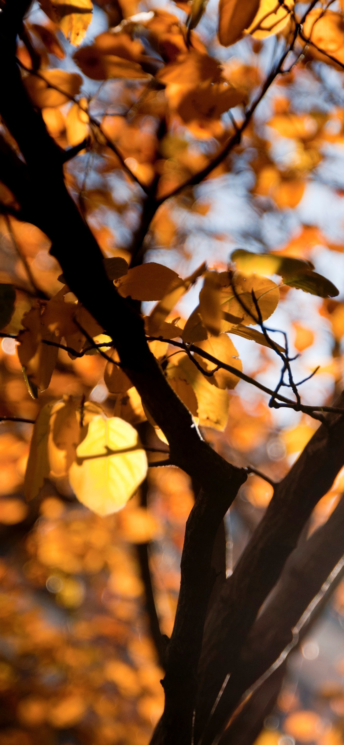 Обои ветвь, дерево, лист, природа, прут в разрешении 1125x2436