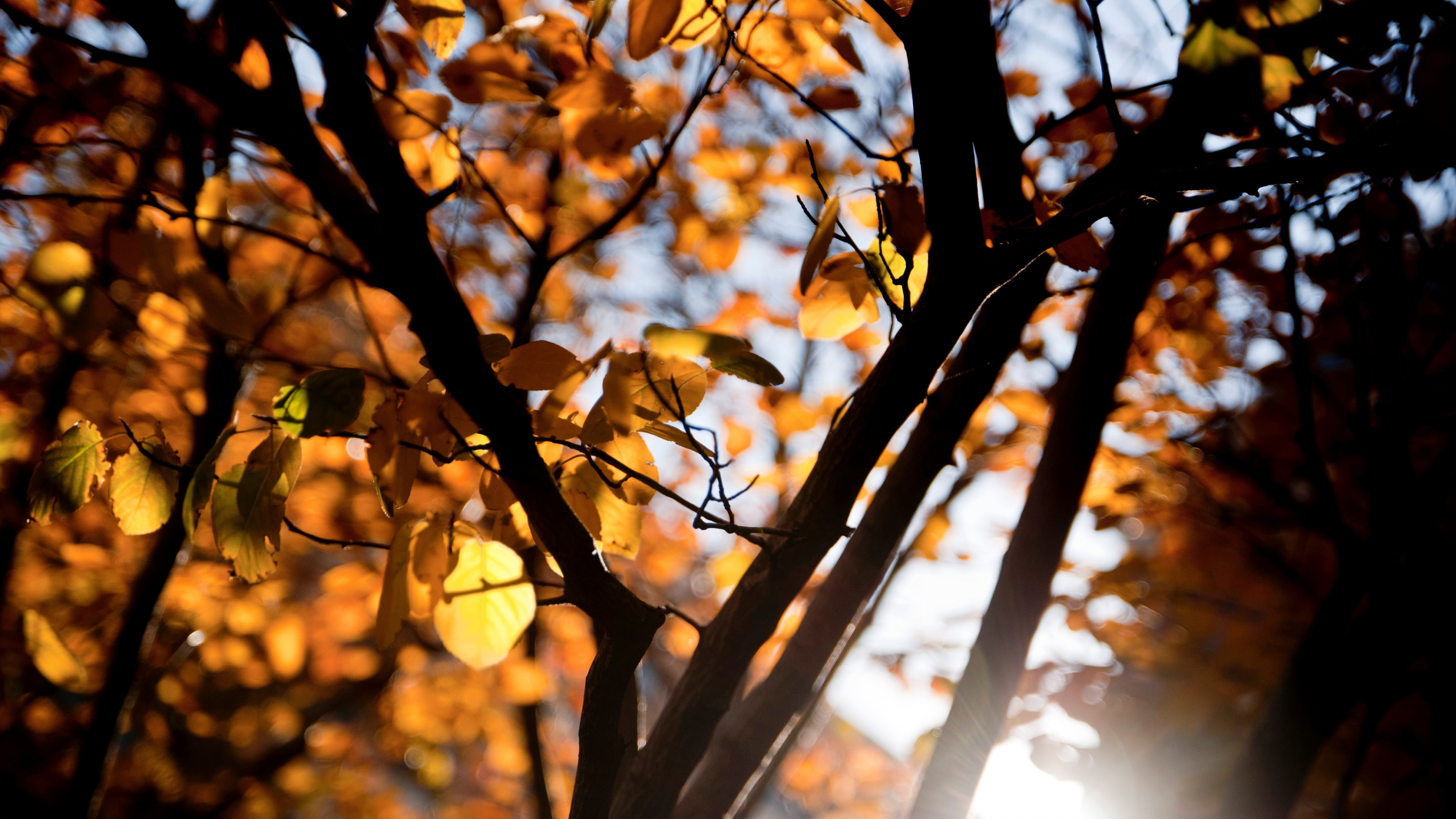 Обои ветвь, дерево, лист, природа, прут в разрешении 3840x2160