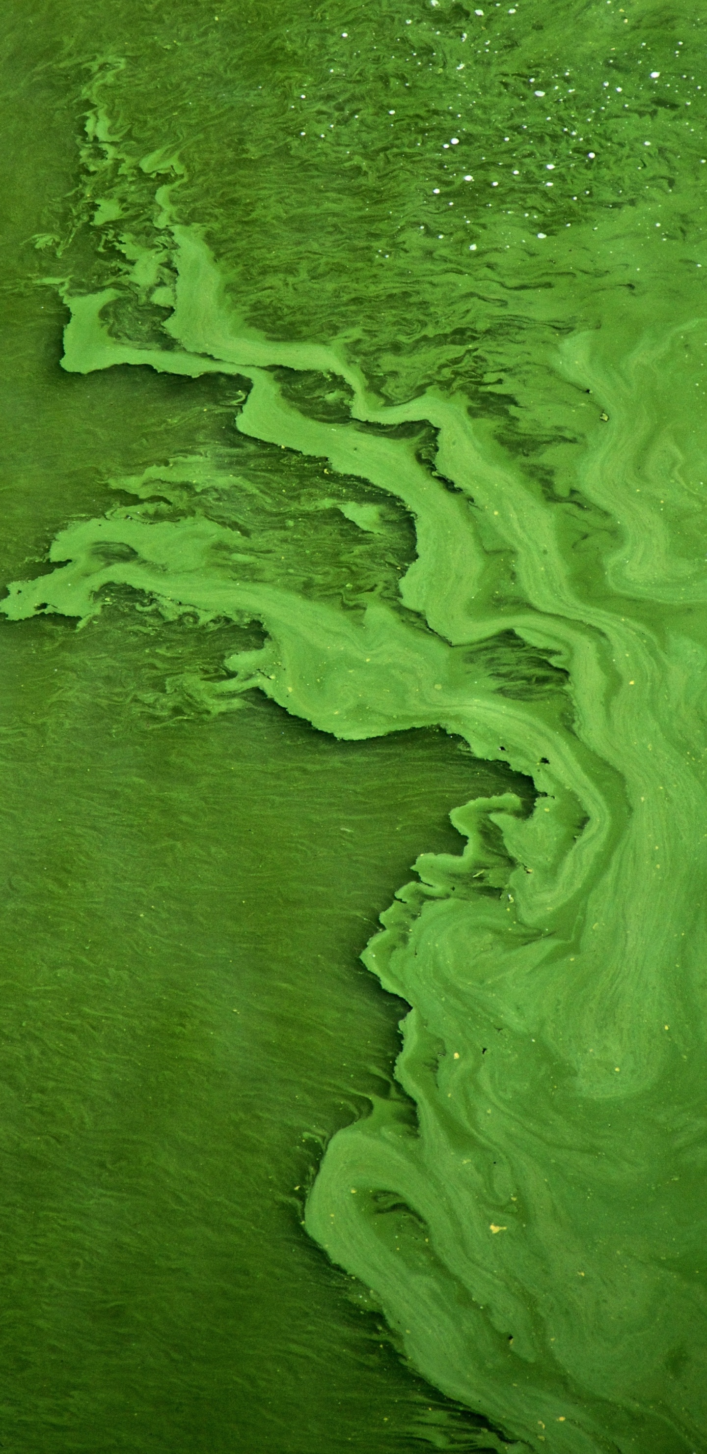 Обои водное растение, водоросли, зеленый, мир, цианобактерия в разрешении 1440x2960