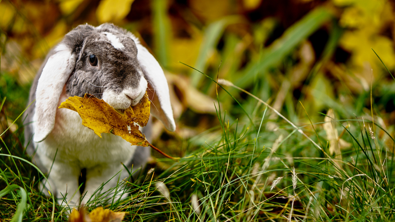 Обои трава, семейство травы, крупный план, морда, живая природа в разрешении 1366x768