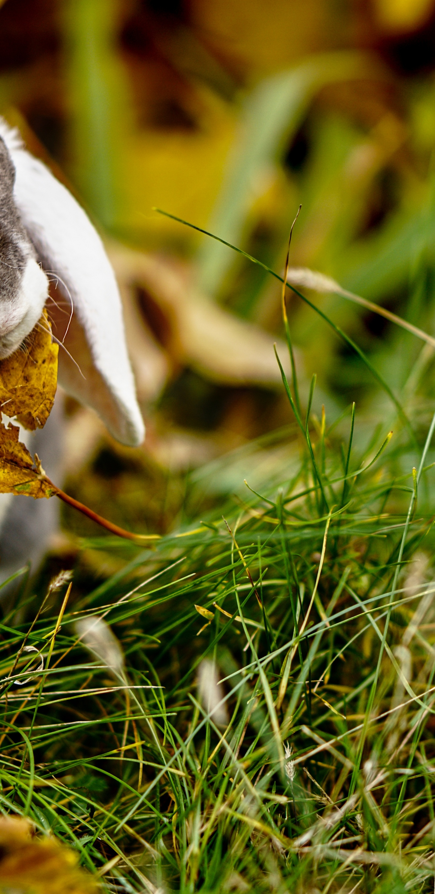 Обои трава, семейство травы, крупный план, морда, живая природа в разрешении 1440x2960