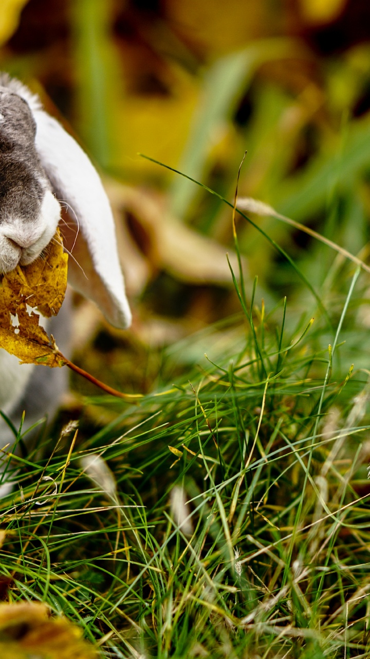 Обои трава, семейство травы, крупный план, морда, живая природа в разрешении 720x1280