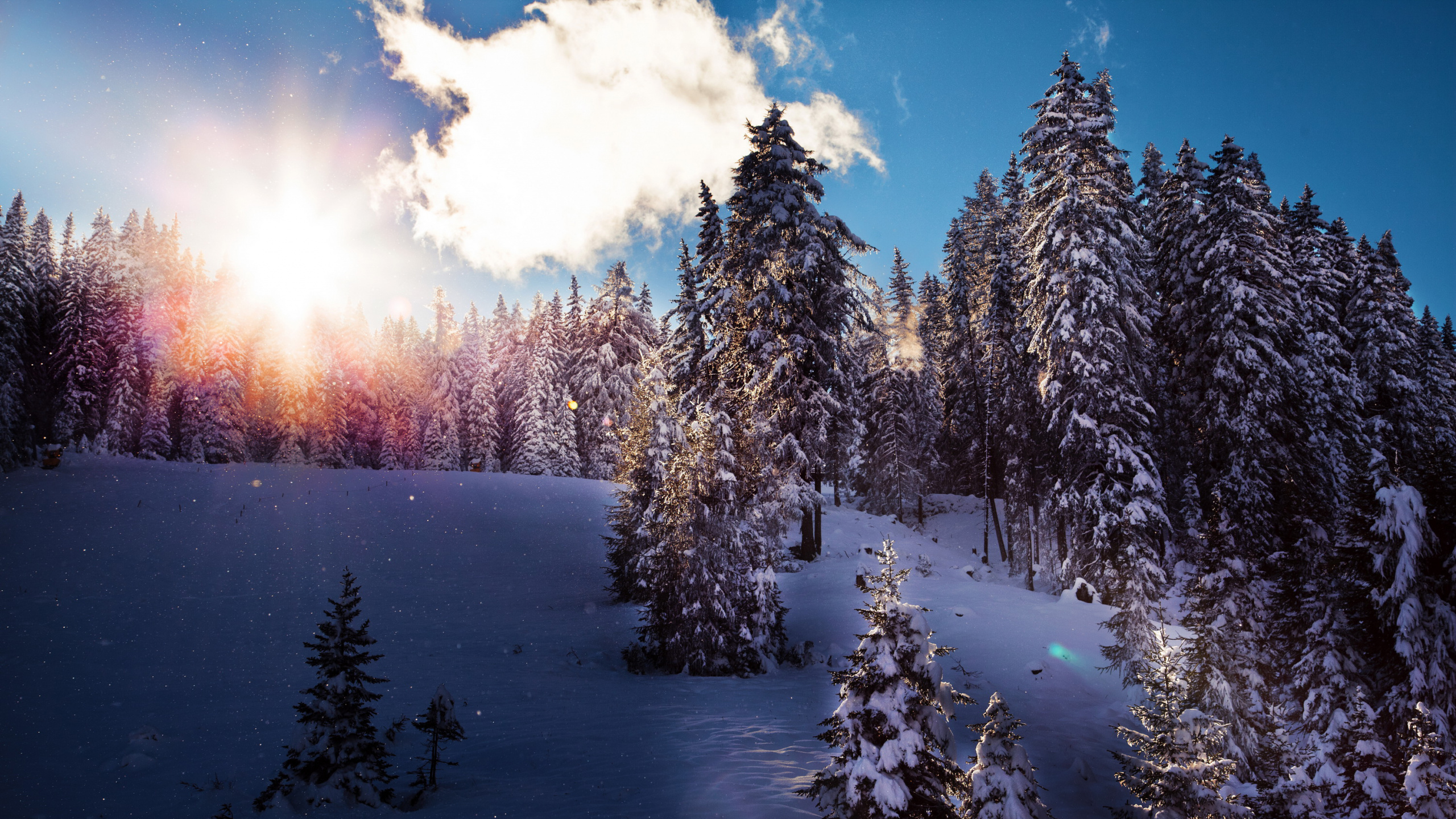 Обои зима, снег, природа, дерево, замораживание в разрешении 2560x1440