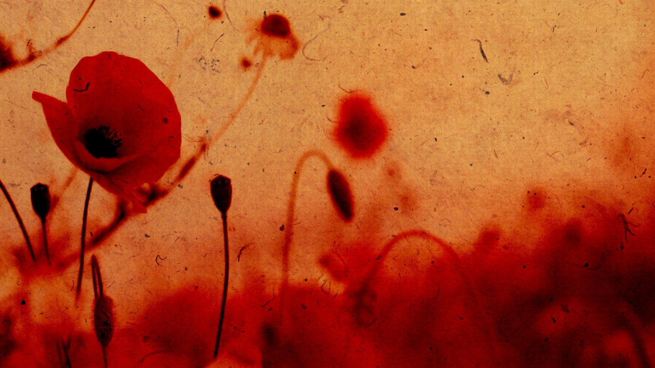 Обои маковое поле, Мак, распространенные мака, памяти Мак, красный цвет в разрешении 1280x720